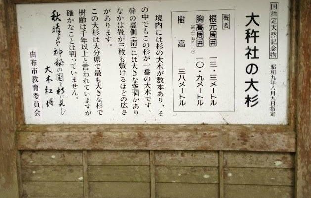 大杵社の大杉