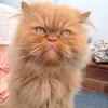 Georgethepersiancat