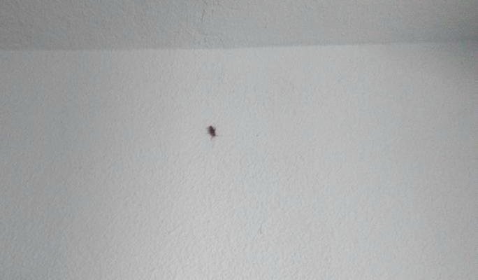 Compañeros de habitación. Asqueroso!