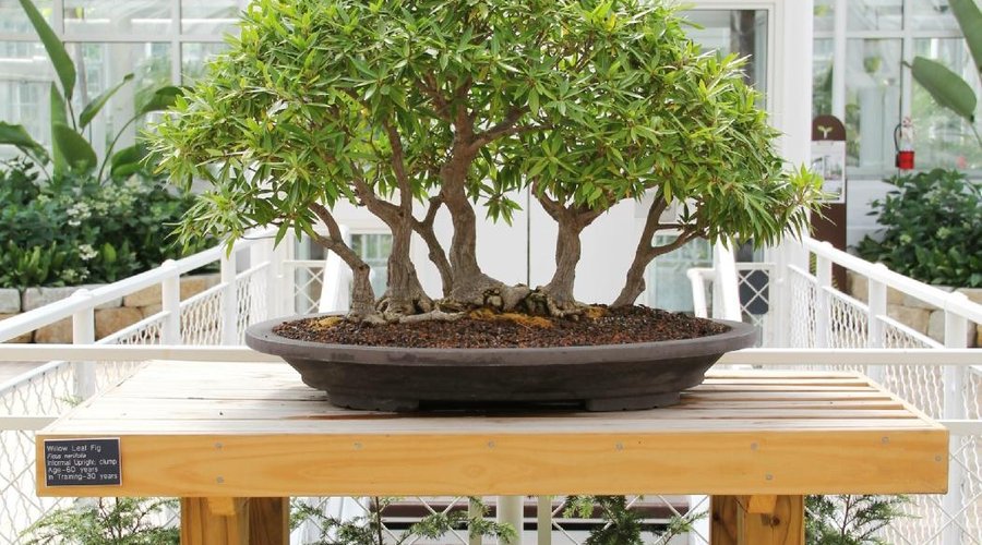 Bonsai at Franklin Park Conservatory and Botanical Gardens