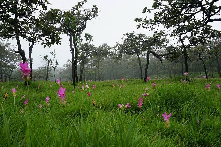 Kra Jiao Flower Field image