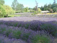Culinary Lavender Tin – Purple Haze Lavender Farm