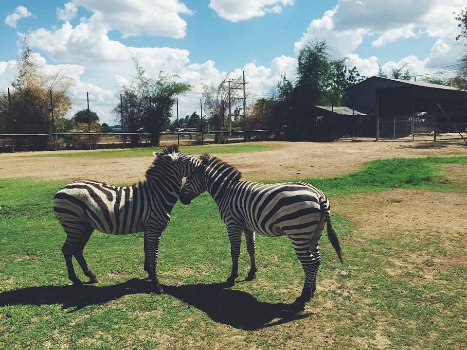 safari park open zoo kanchanaburi