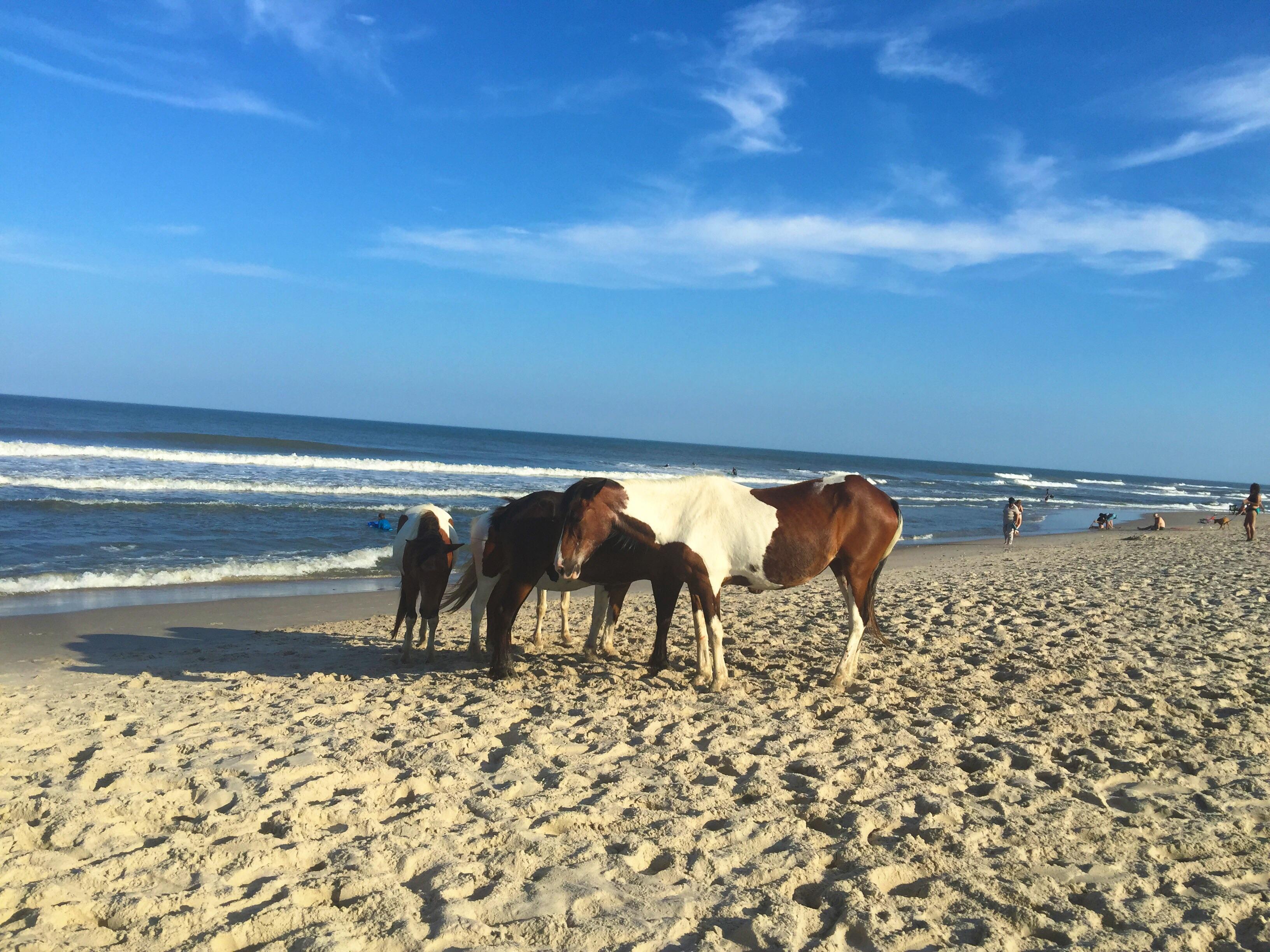 Assateague Island National Seashore All You Need To Know   Assateague Island National 