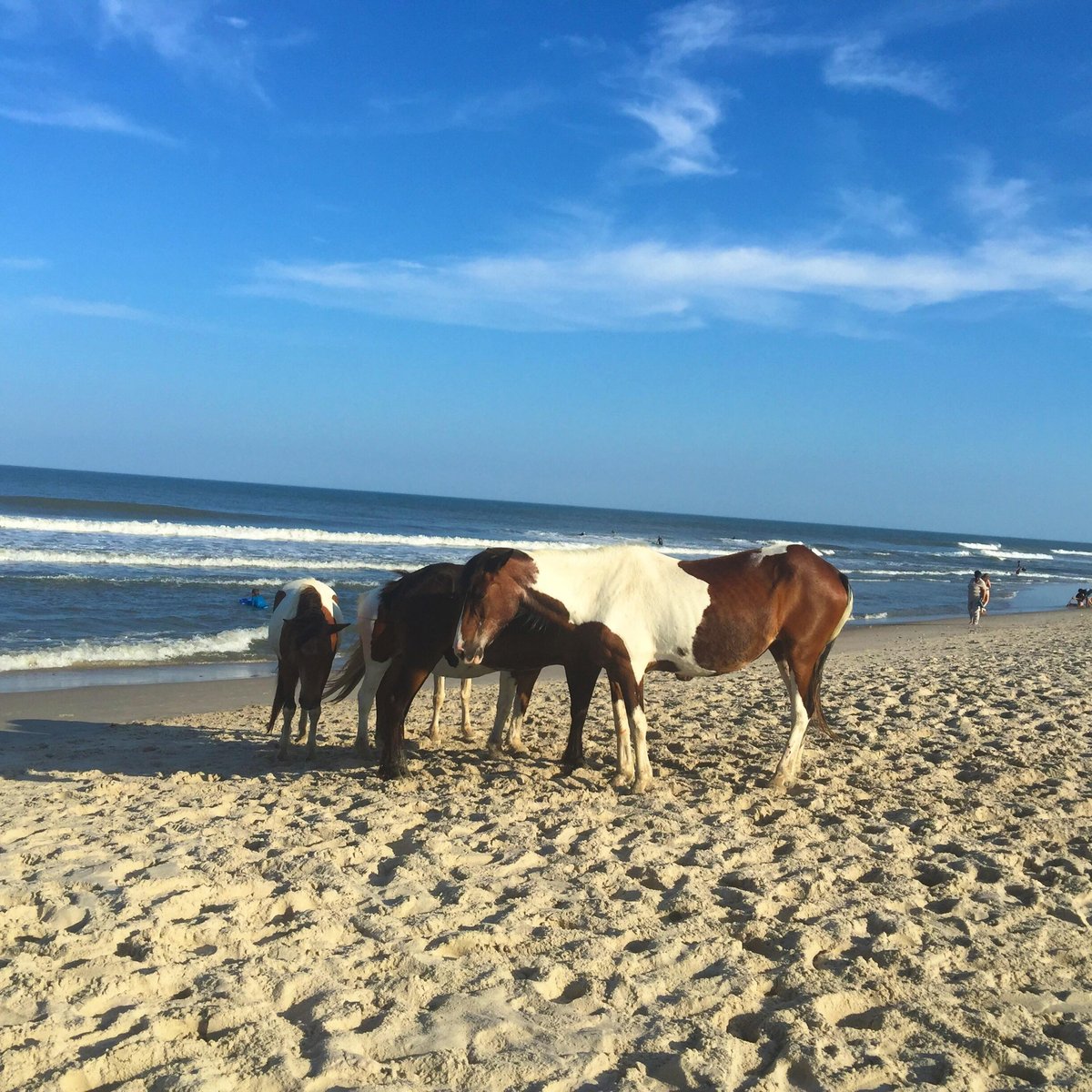 are dogs allowed at assateague