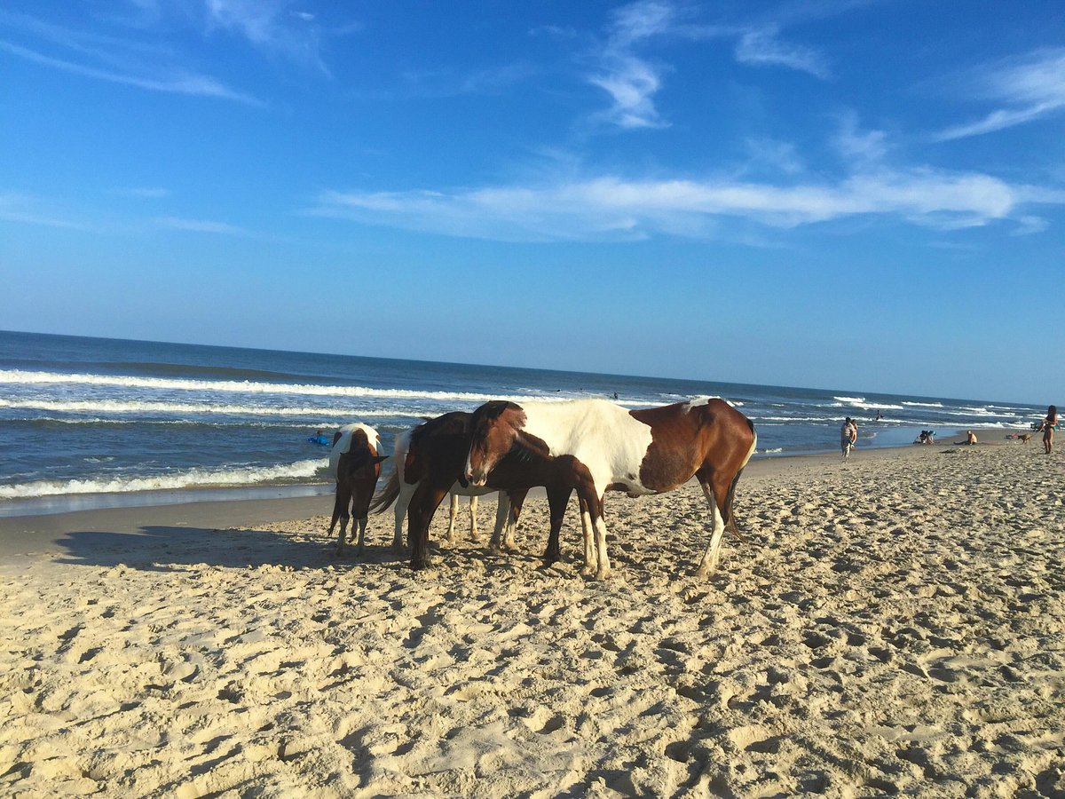 Assateague Island National Seashore - All You Need to Know BEFORE You Go