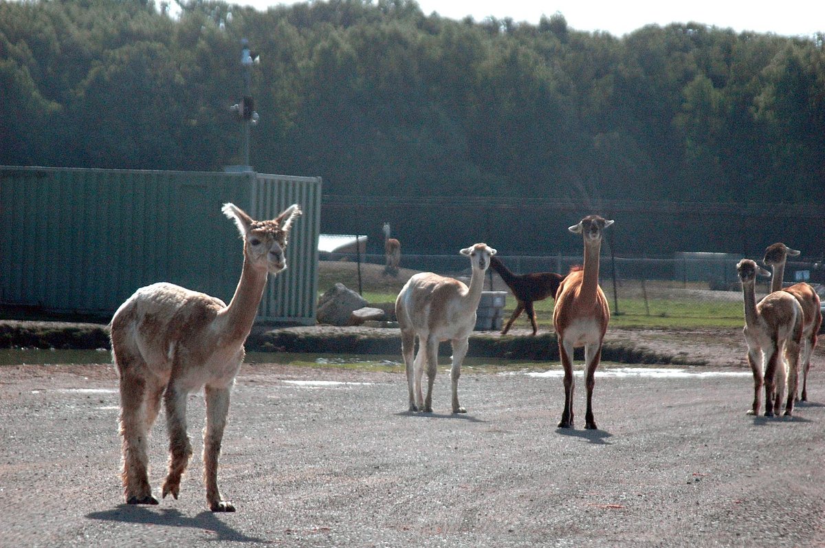 drive through safari near us