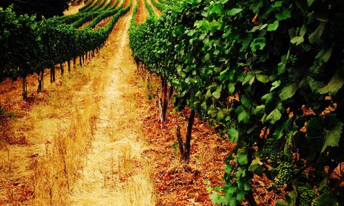 Wide Rows at Seven Springs Vineyard