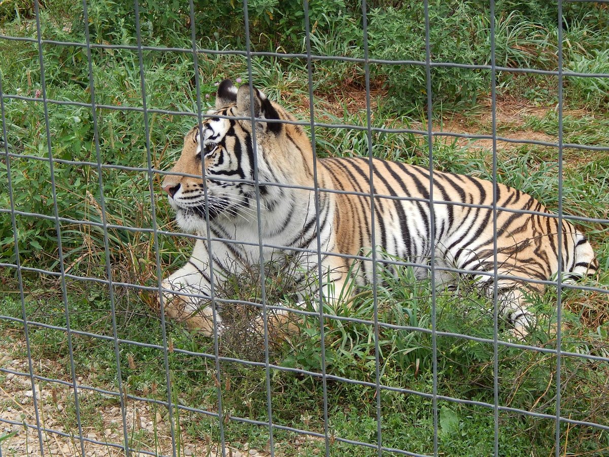 Wisconsin Big Cat Rescue (Rock Springs) - All You Need to Know BEFORE You Go