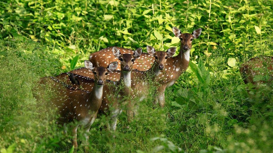 Kalakkadu Sanctuary (Tirunelveli) - All You Need to Know BEFORE You Go Kalakkadu Sanctuary (Tirunelveli) - All You Need to Know BEFORE You Go