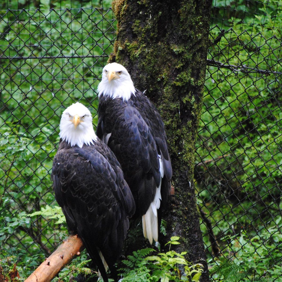 National Bird of Prey Centre - All You Need to Know BEFORE You Go (with  Photos)