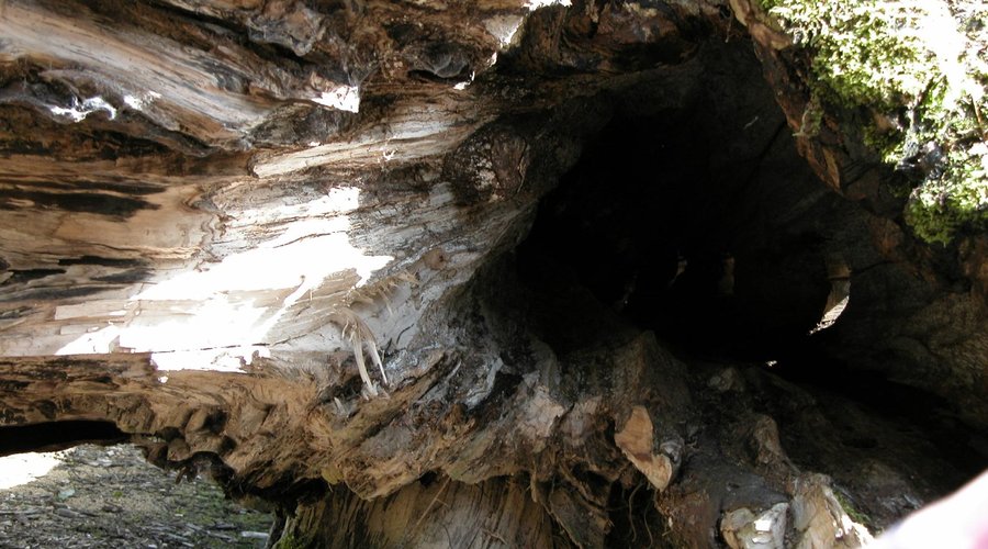 natural playtrail