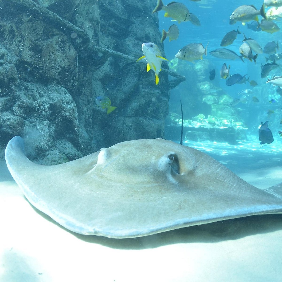 Discovery Cove (Orlando) All You Need to Know BEFORE You Go