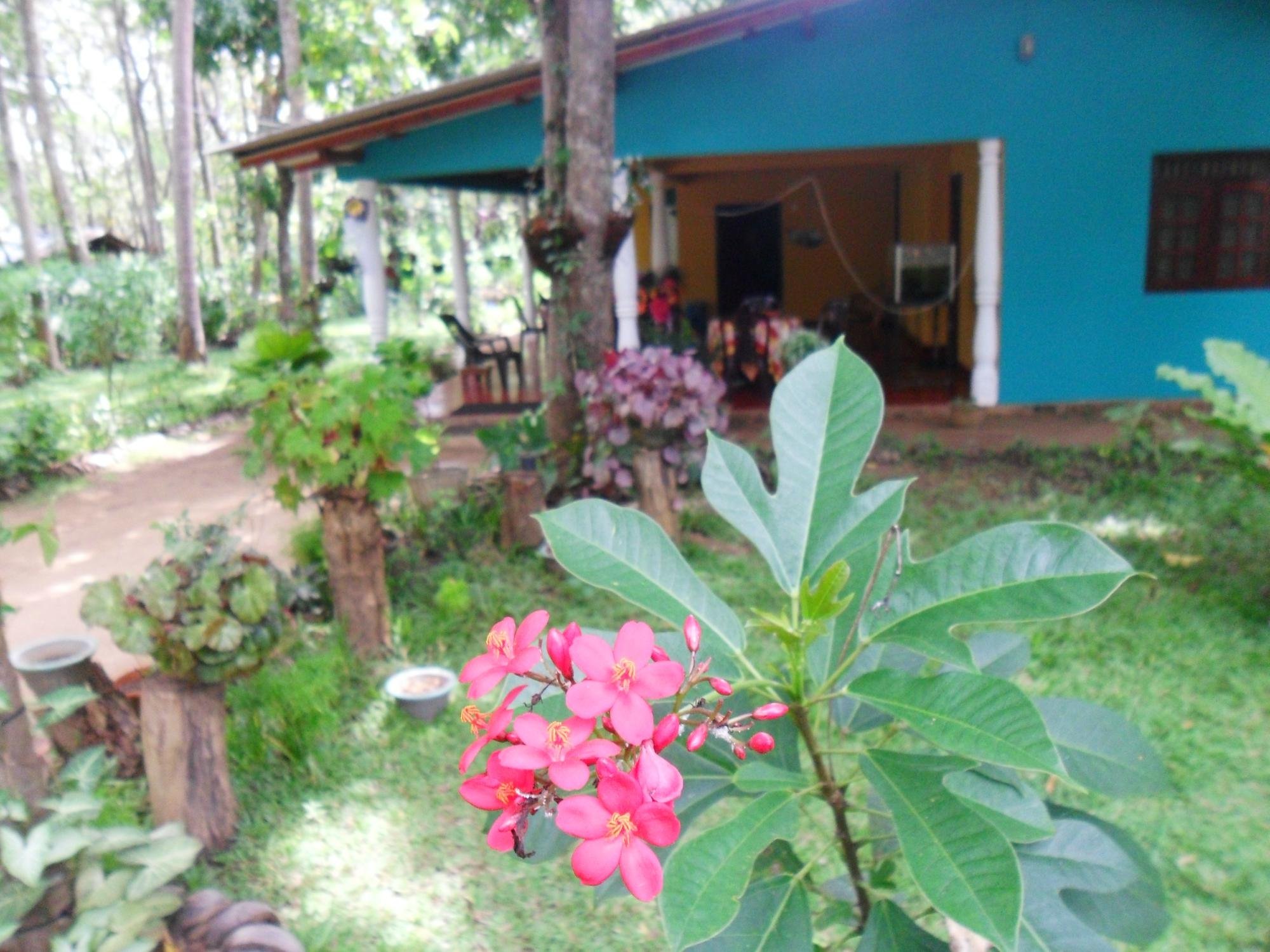 PALITHA HOME STAY - Updated 2024 Prices & Guest house Reviews (Sigiriya, Sri Lanka) PALITHA HOME STAY - Updated 2024 Prices... 
