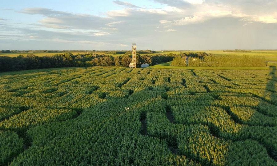 A Maze in Corn image