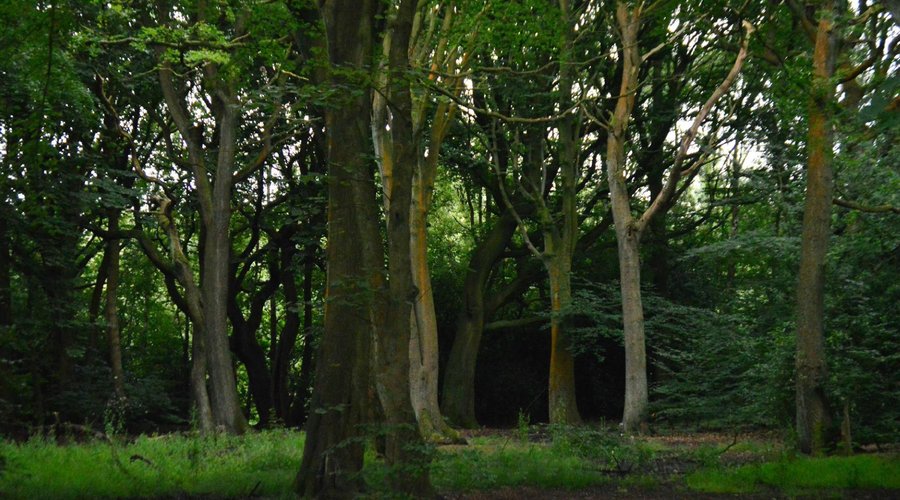 tree's in early evening