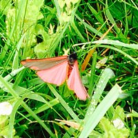 Photos taken at Malling Down Nature Reserve. We walk there everyday with our dog. It's gorgeous.