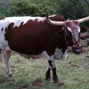 Zululander