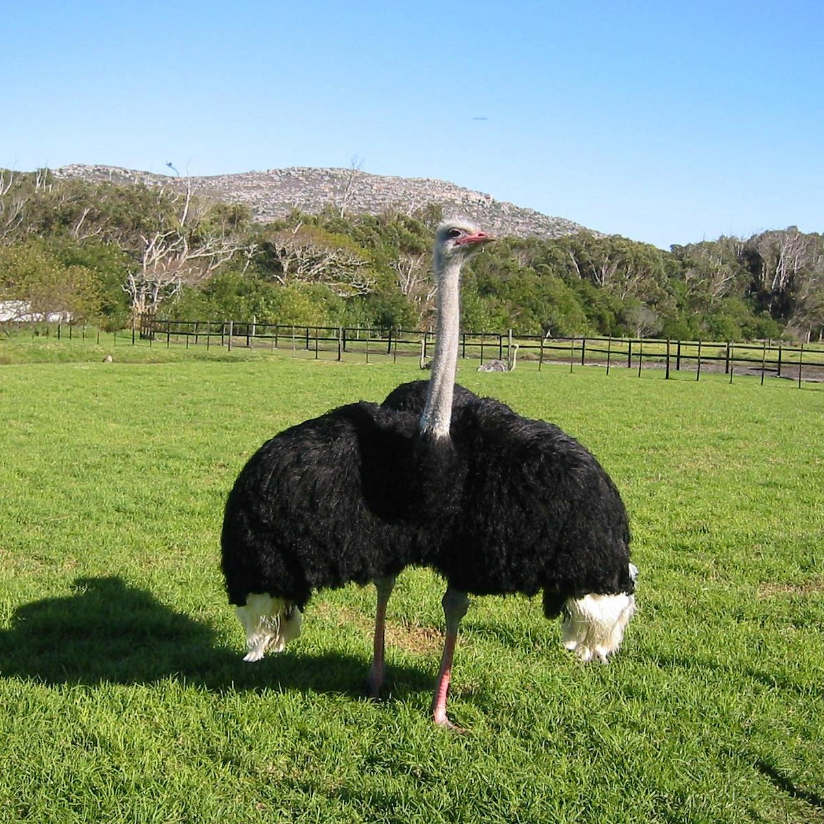 Cape Point Ostrich Farm (Cape Town Central) - All You Need to Know ...