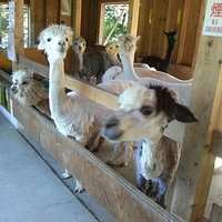 山古志 アルパカ牧場
