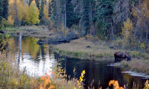 Our driver stopped when we saw moose in a river