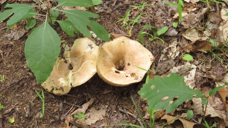 Mushrooms