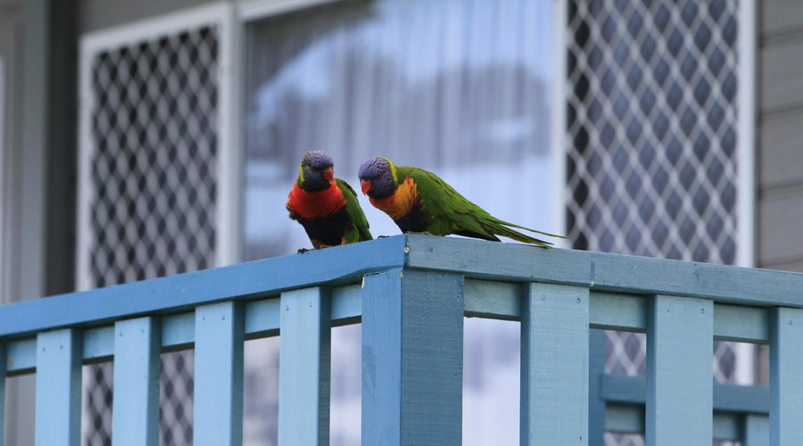 Local fauna