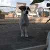 Davide P