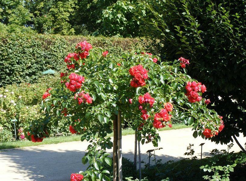Ostdeutscher Rosengarten image