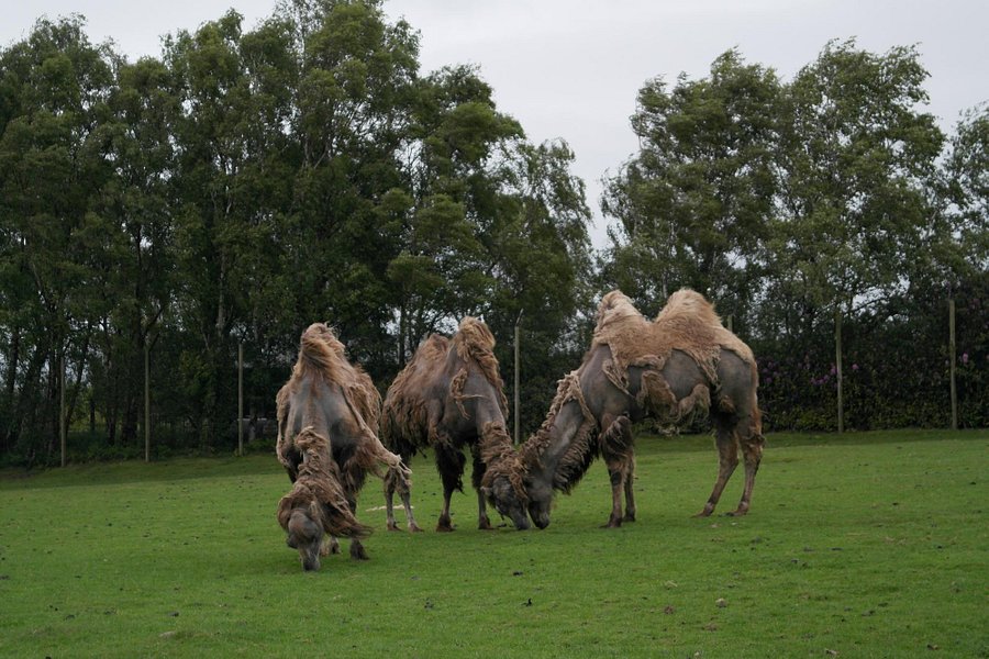 knowsley safari park or chester zoo