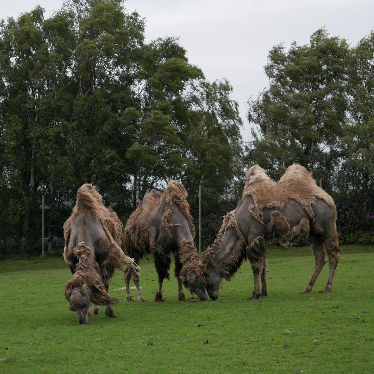 knowsley safari park stay over