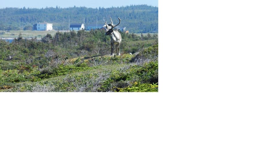 Caribou near Intrepretation Centre