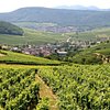Things To Do in Domaine Leon Boesch, Restaurants in Domaine Leon Boesch