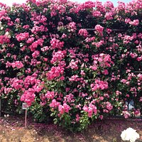 6月にはバラ園も開園しています。