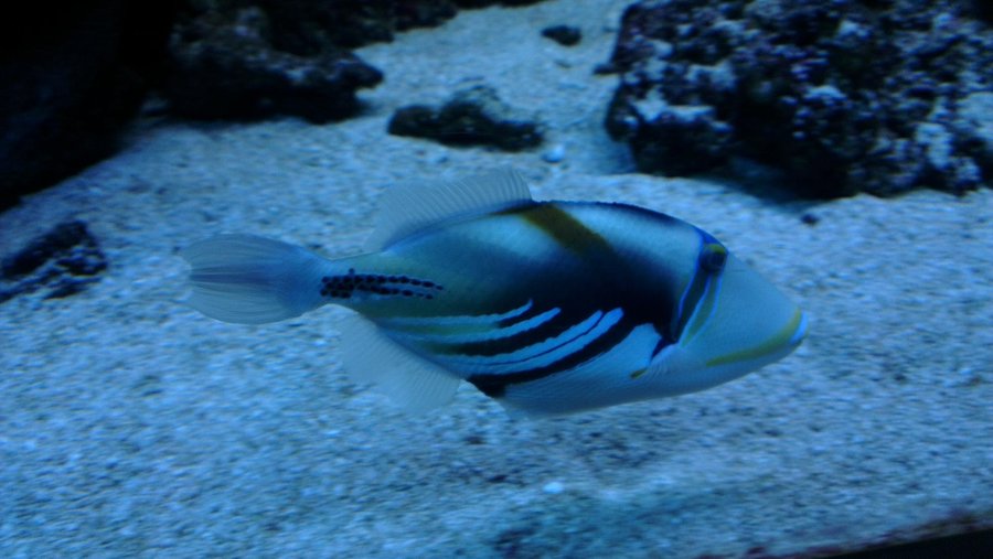 Anoter fish