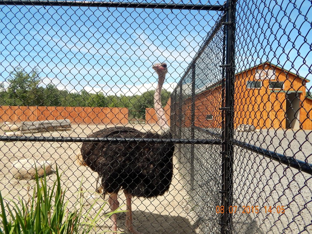 The Wild Animal Park (Chittenango) - All You Need to Know BEFORE You Go