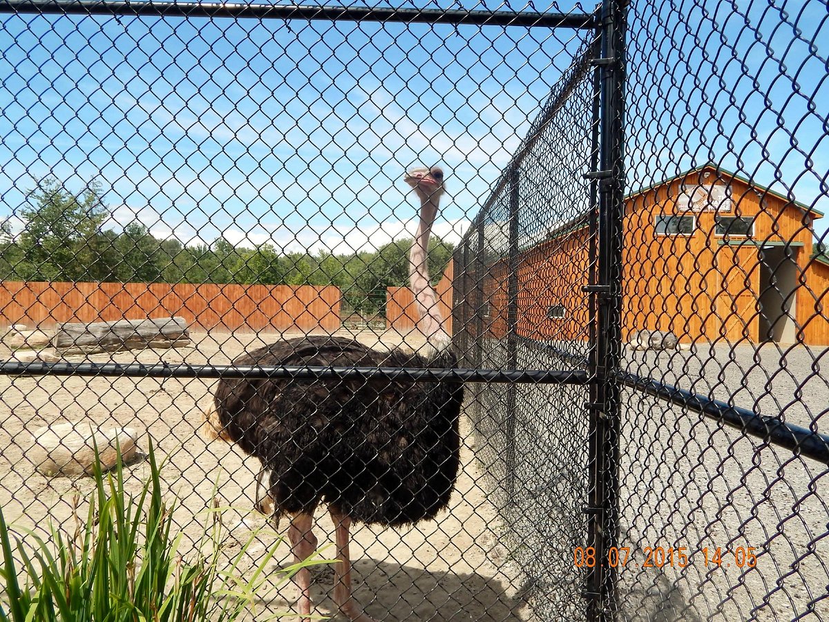 The Wild Animal Park (Chittenango) - All You Need to Know BEFORE You Go