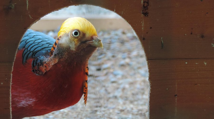 Aviaries
