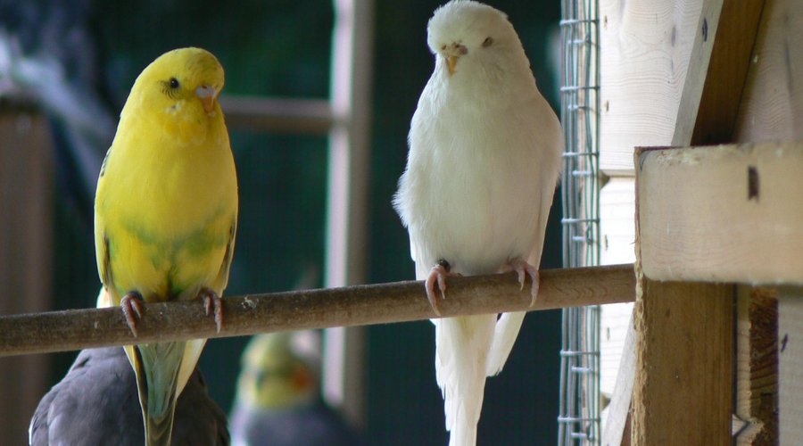 Aviary