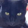 ewelamb_74