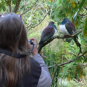 Native Woodpigeons at Wharepuke Kerikeri