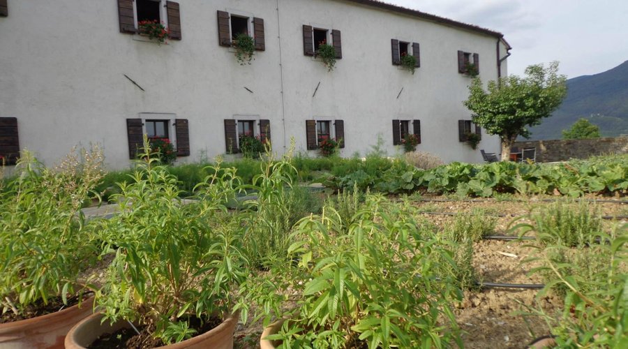 Majerija with herb field
