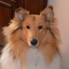 MAXilCollie