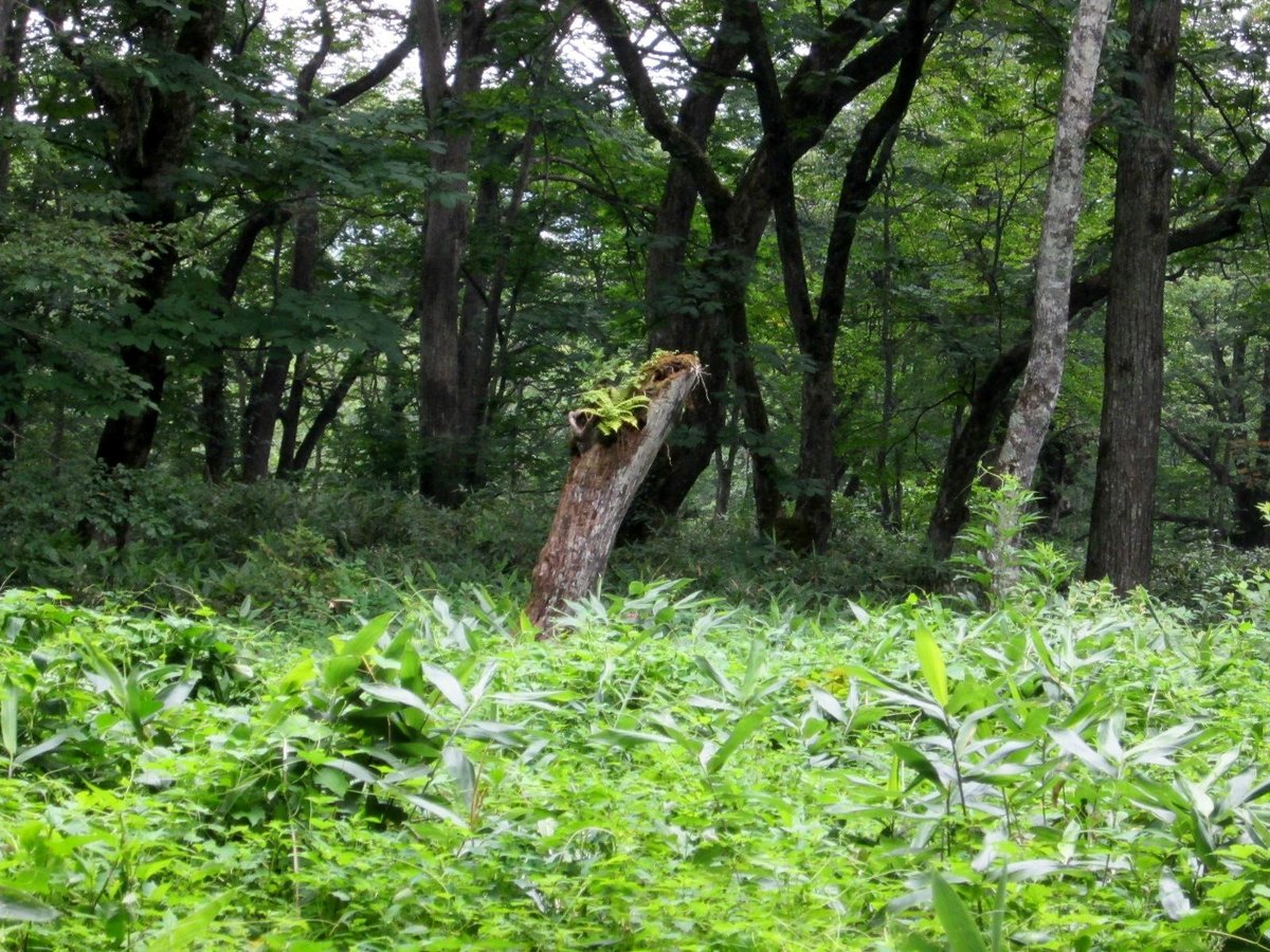 Togakushi Forest Botanical Garden Nagano Ce Qu Il Faut Savoir