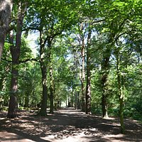 Woodland Paths