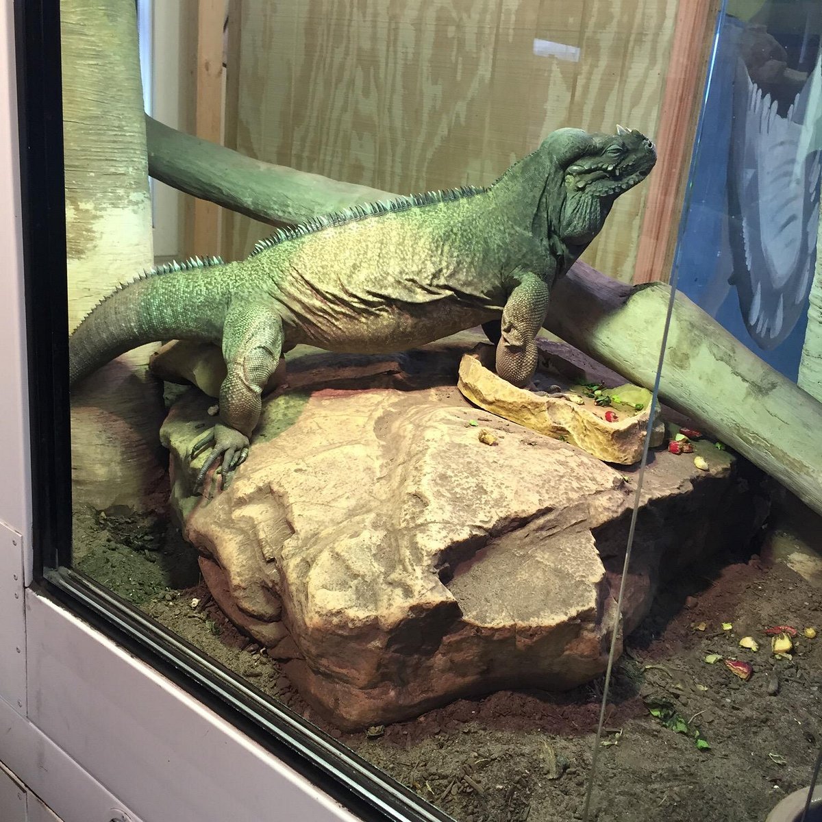 Bearded Dragon - Wildlife Images Rehabilitation and Education Center