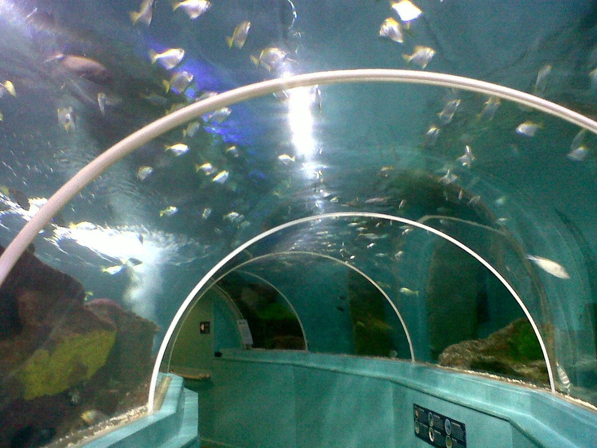 Blue Reef Aquarium, Портсмут: лучшие советы перед посещением - Tripadvisor