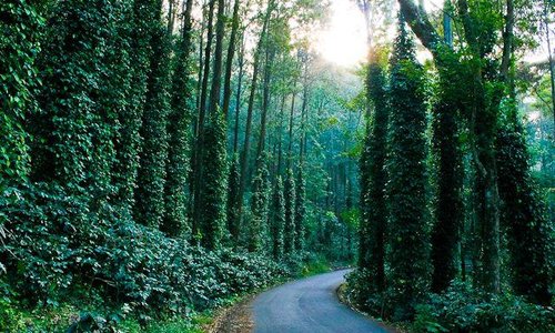 Explore the winding unknown roads in this small hill station through pepper and coffee estates