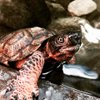ScalesNaturePark