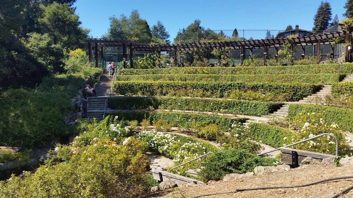 Berkeley Municipal Rose Garden, Беркли: лучшие советы перед посещением -  Tripadvisor